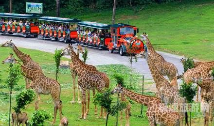 临泉动物园动物有哪些（临泉动物园在哪个位置,门票多少,随去上随买票可以吗?）