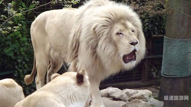 狮子怒吼动物园（动物园狮子吼叫）